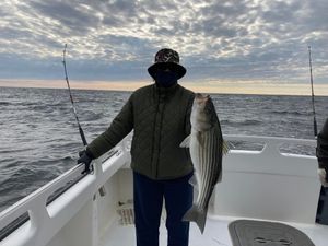 Striped Bass in Chesapeake Bay
